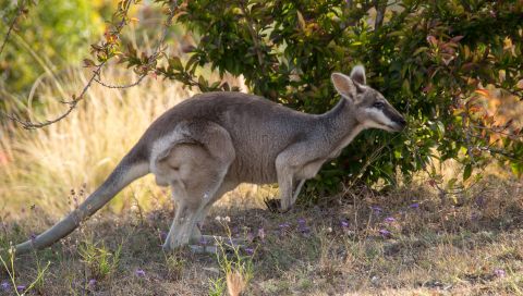 Australia